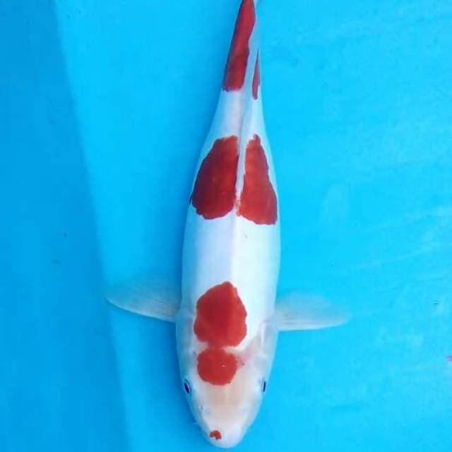 Kohaku Doisu Murni