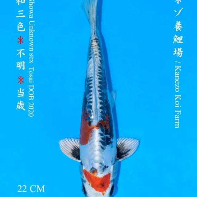 Kin showa doitsu kanezo