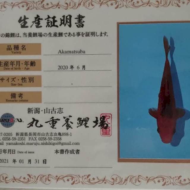 Aka matsuba maryuju