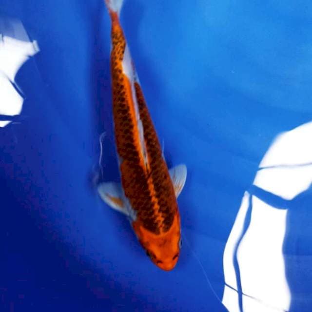 Goshiki 30cm