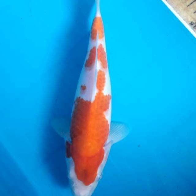 Kohaku 23