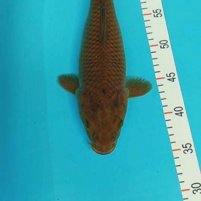 Cagoi 35 cm betina gendong telur