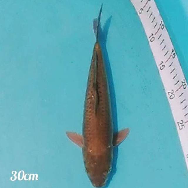 9⃣ chagoi tembaga 30cm
