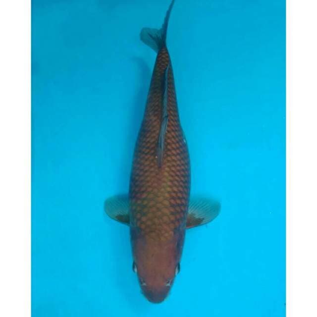Chagoi Import non serti