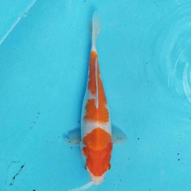 Kohaku 24cm