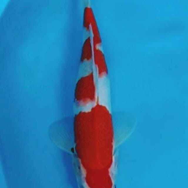 Kohaku M 35cm