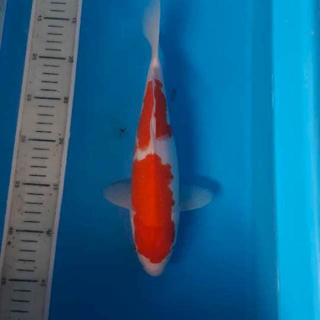 Nidan kohaku buldog