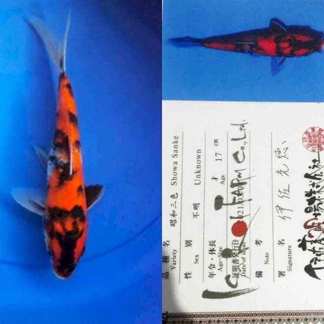 Showa 27cm Isa Koi Farm