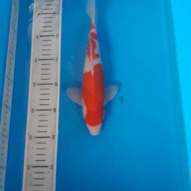 Sandan kohaku superskin