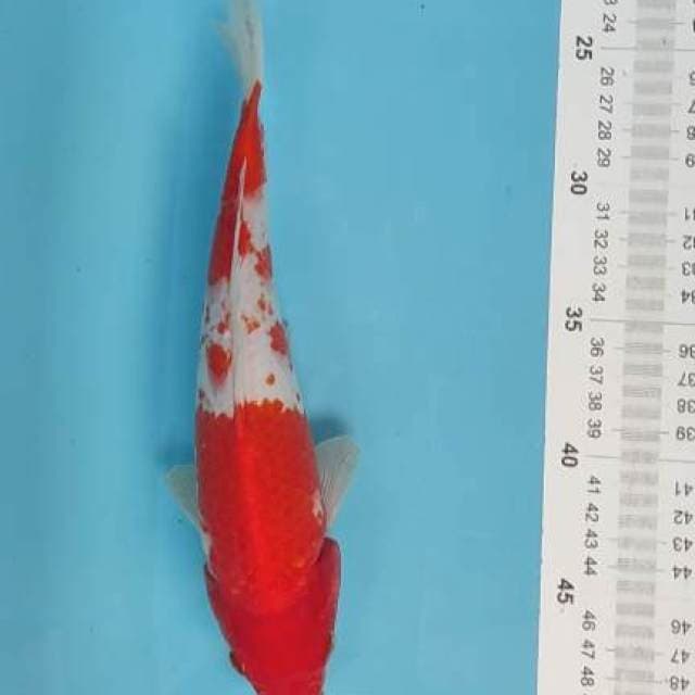 kohaku