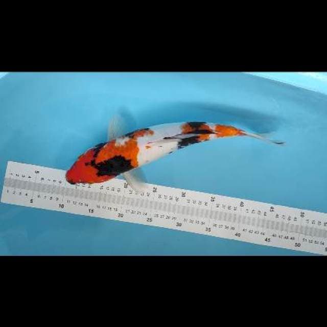 showa 36cm