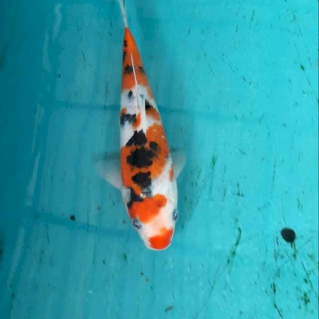 Hanasuke Sanke 23 cm