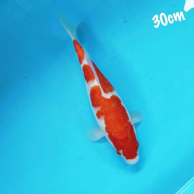 Kohaku stronge 30cm