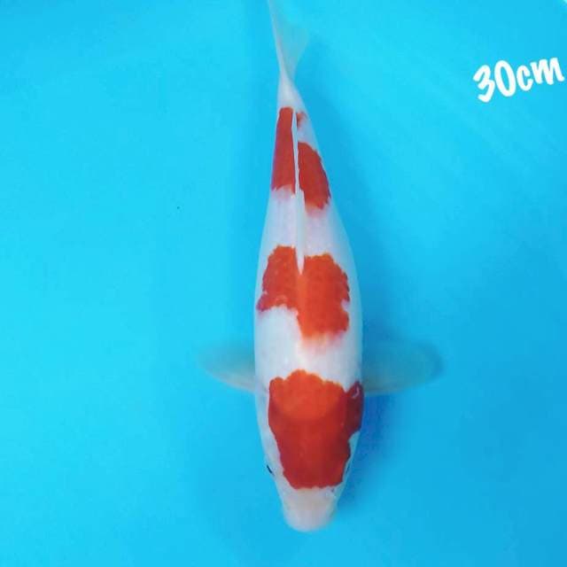 Kohaku 3step 30cm
