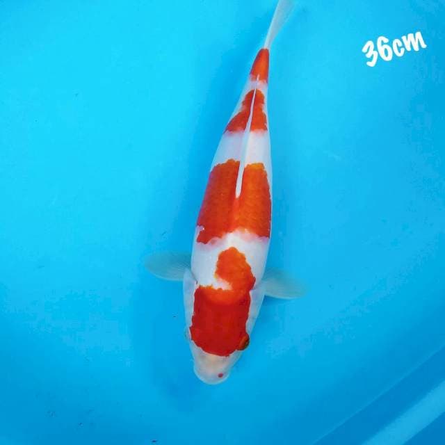 Kohaku 4step 36cm