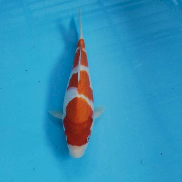 Kohaku step 28cm