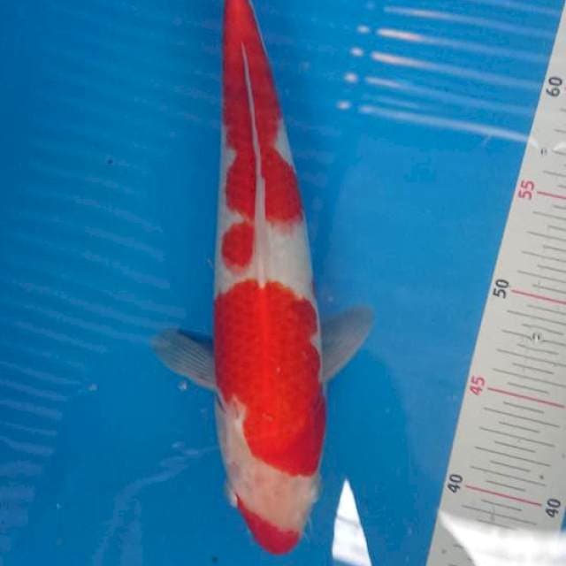 Kohaku strong male 33cm