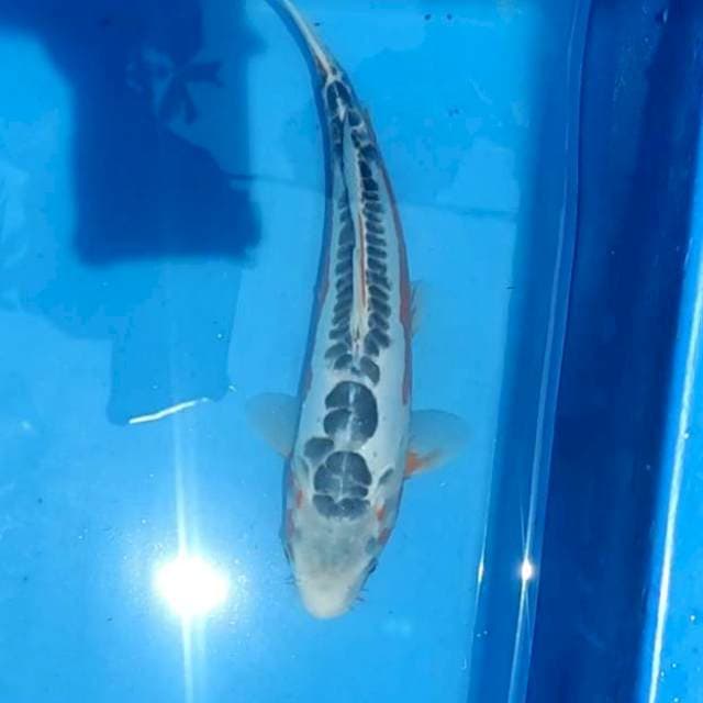 Shusui 33cm bonus tancho sanke