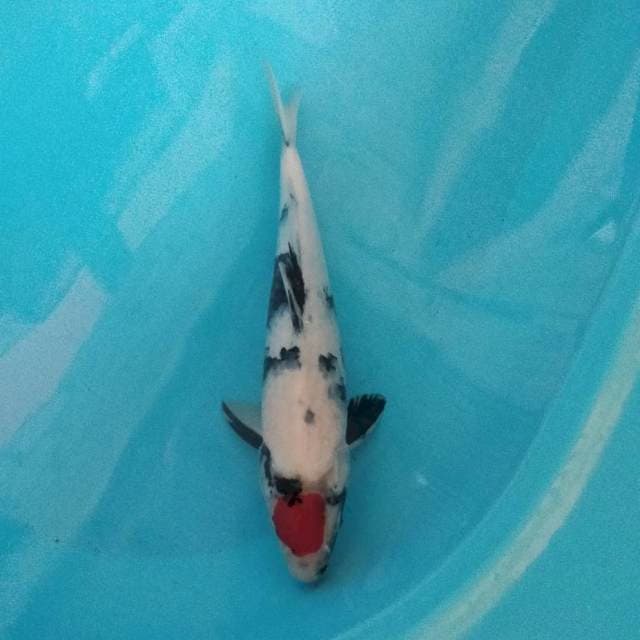Tancho Showa 37cm