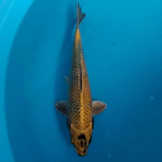 Kin utsuri 27 cm