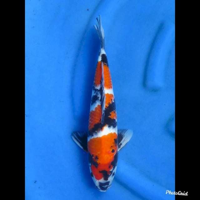 35cm , Male -Showa Prospek