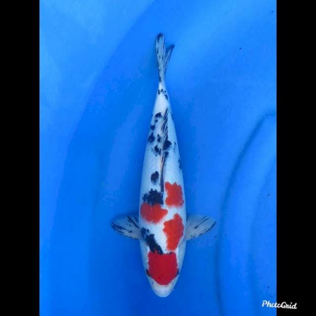 33cm , Male - Sanke