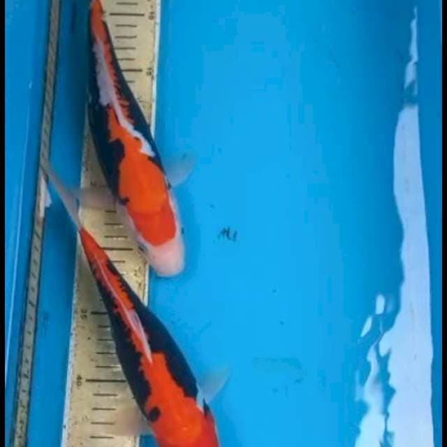 Beni Kumonryu 27-28cm