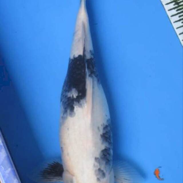 SHIRO FEMALE 40CM