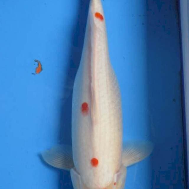 MARUTEN KOHAKU FEMALE 38CM
