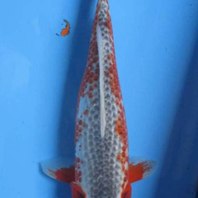 ASAGI 35CM