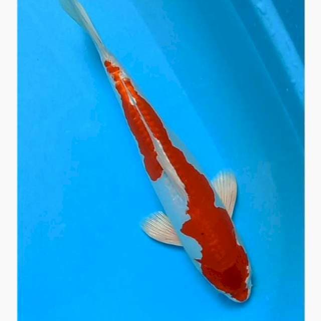Kikushui