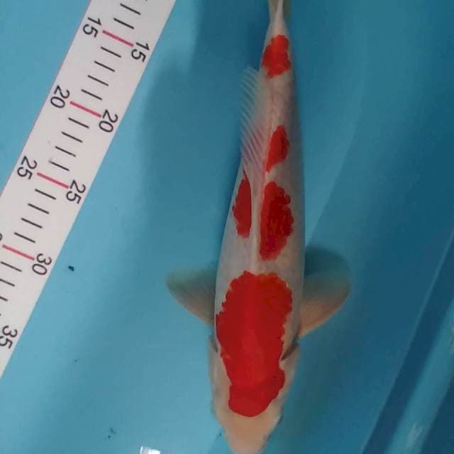 Kohaku