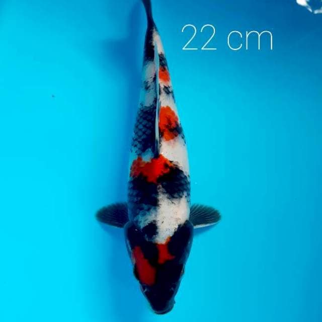 Step 4 ,22 cm