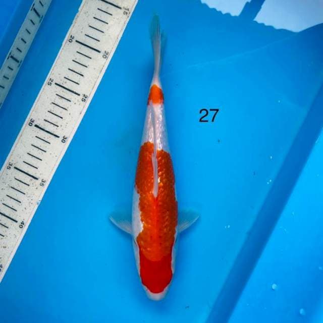 Kohaku ginrin ,27cm