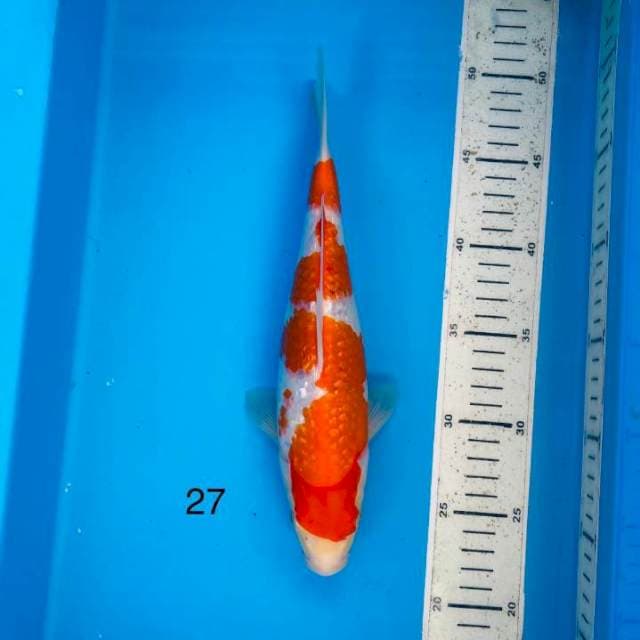 Kohaku ginrin ,27cm