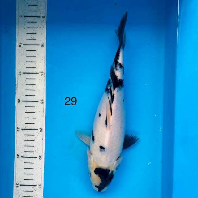 Shiro ,29cm