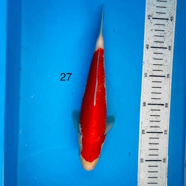 Kohaku ,27cm