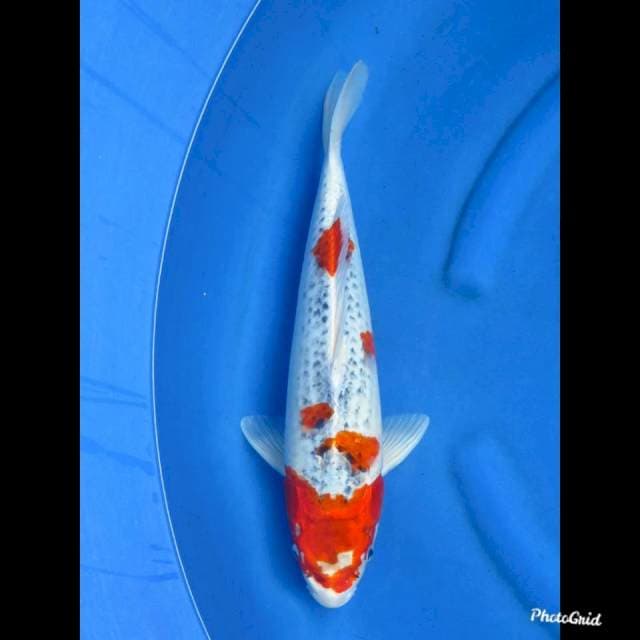 42cm , Calon Jumbo Goshiki
