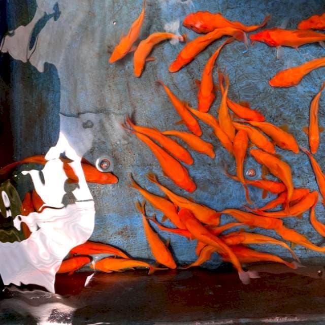 1 RED KARASHI IMPORT MARUDO