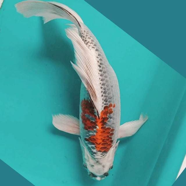 Kumpay Beni Ginga 35cm