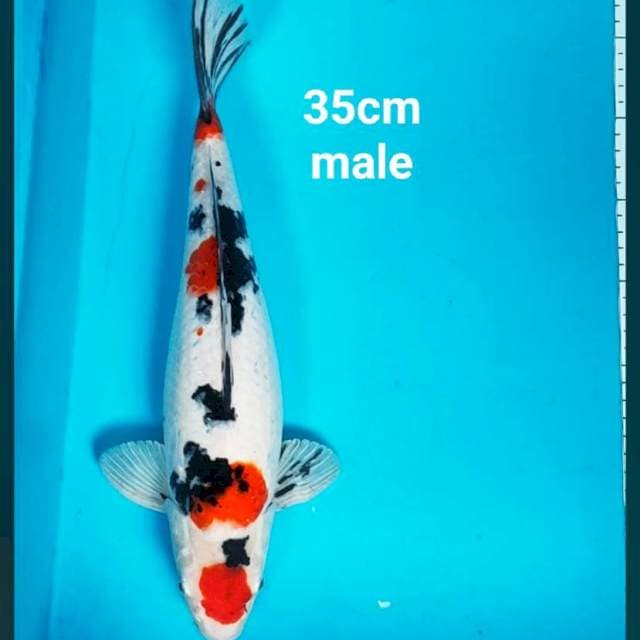 Maruten sanke strong 35cm male