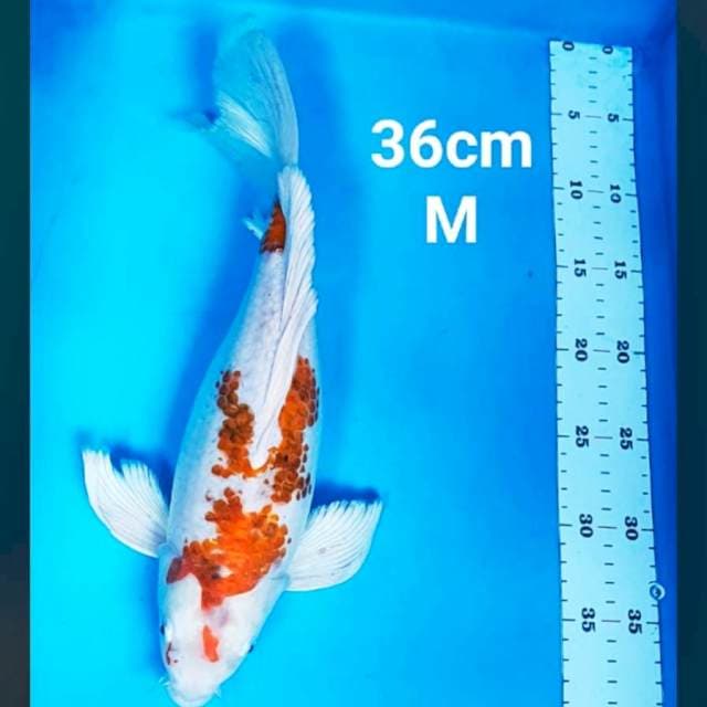 Kumpay ai goromo body punuk 36cm male