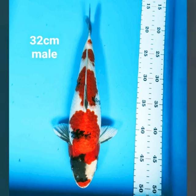 Showa merah strong 32cm male