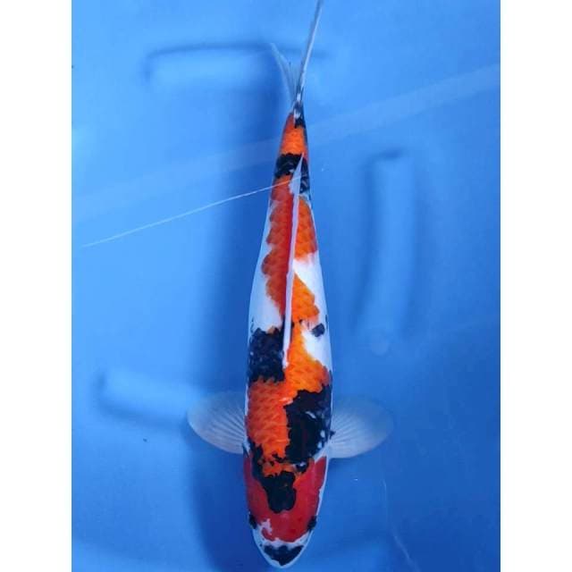 42CM // SHOWA MALE