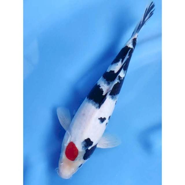 28CM // TANCHO SHOWA MALE