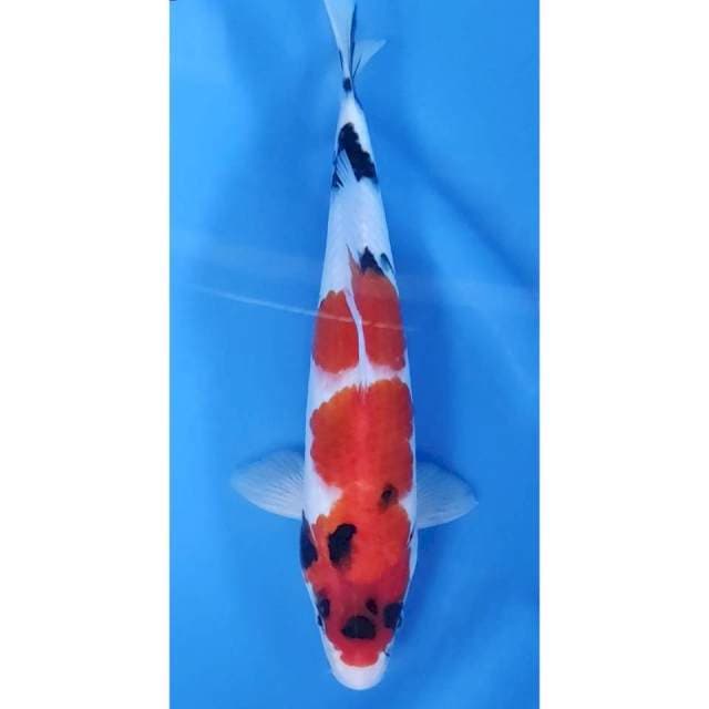 28CM // SHOWA CAKEP MALE