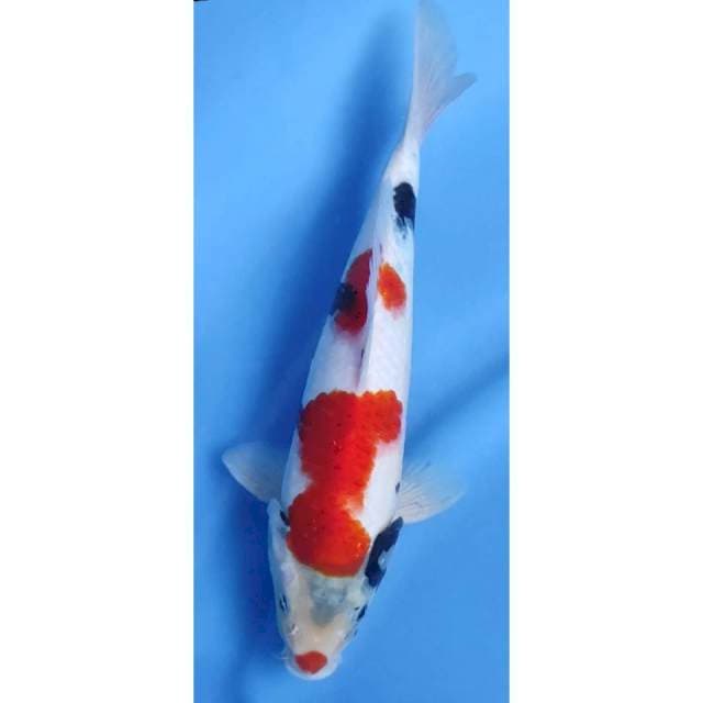 26CM // KINDAI SHOWA MALE