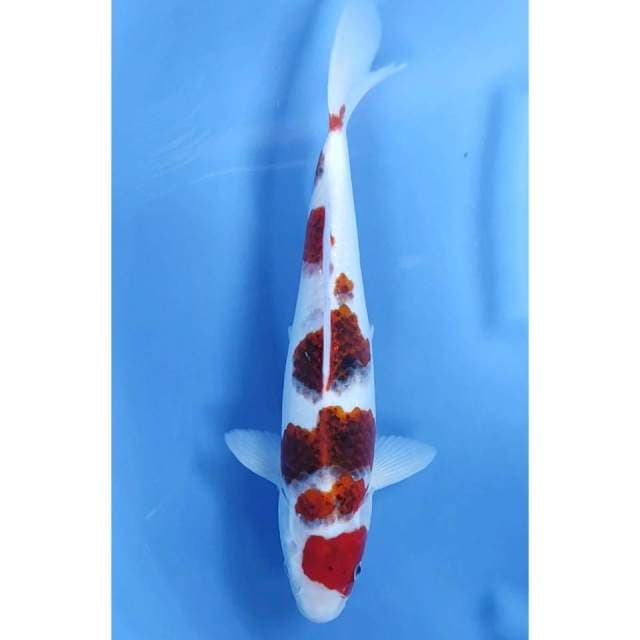 35CM // GOROMO