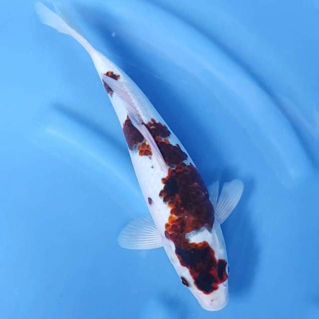 31CM // GOROMO