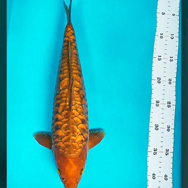 Chagoi ginrin body tebal 40cm male sisik naga